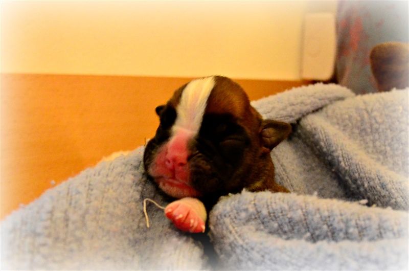Felix, day 2